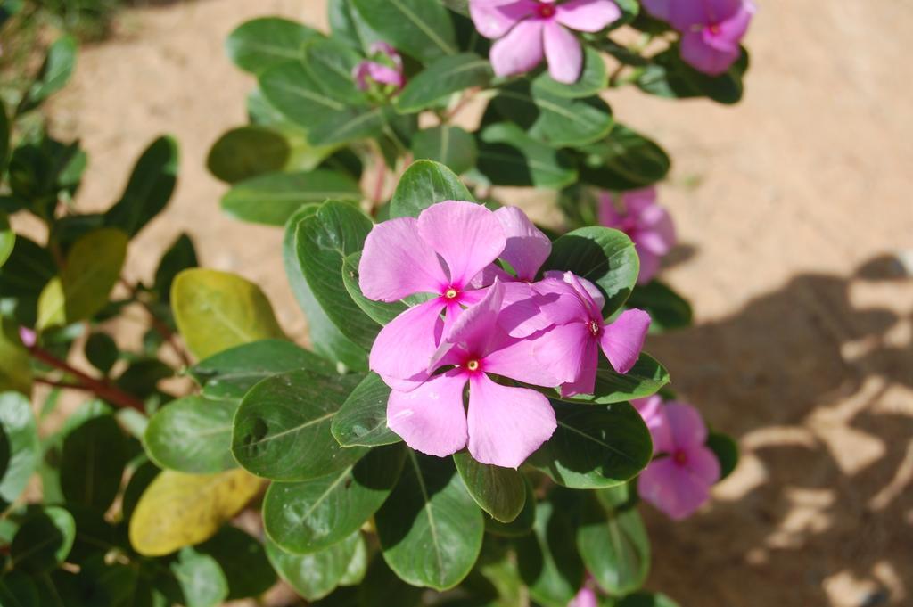 Pousada Janela Da Cor Jijoca de Jericoacoara Zewnętrze zdjęcie